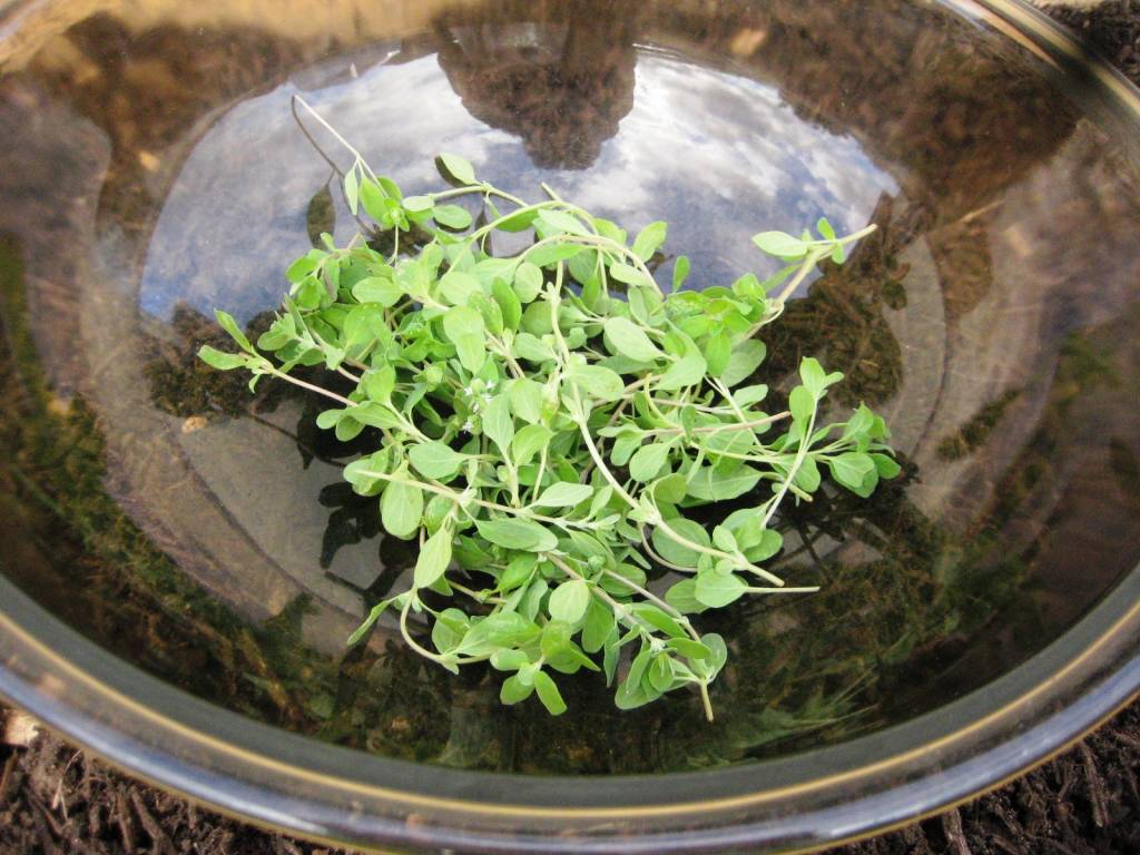 Майоран: выращивание из семян на даче и на подоконнике