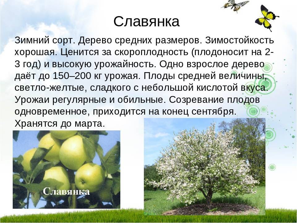 Яблоня степановское описание сорта фото. Сорт Славянка яблоня. Яблоня Антоновка дерево. Яблоня Антоновка высота взрослого дерева. Презентация плодовые деревья.