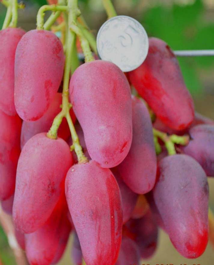 Виноград дубовский розовый (с.э. гусева): описание сорта, отзывы, фото