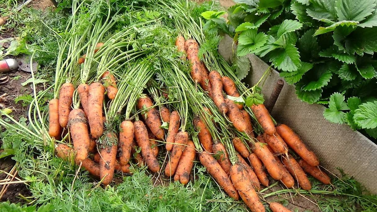 5 правил: когда убирать морковь с грядки на хранение - уборка моркови и подготовка к хранению