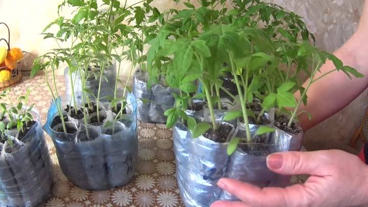 Как вырастить рассаду помидоров в квартире
