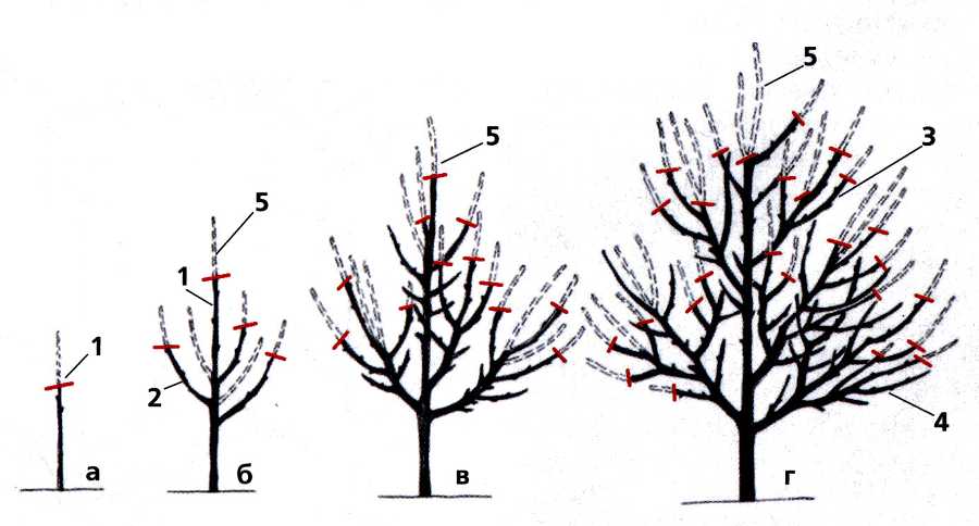 Обрезка абрикоса осенью: схема, когда и как правильно обрезается абрикосовое дерево осенью, чтобы был хороший урожай, уход после процедуры