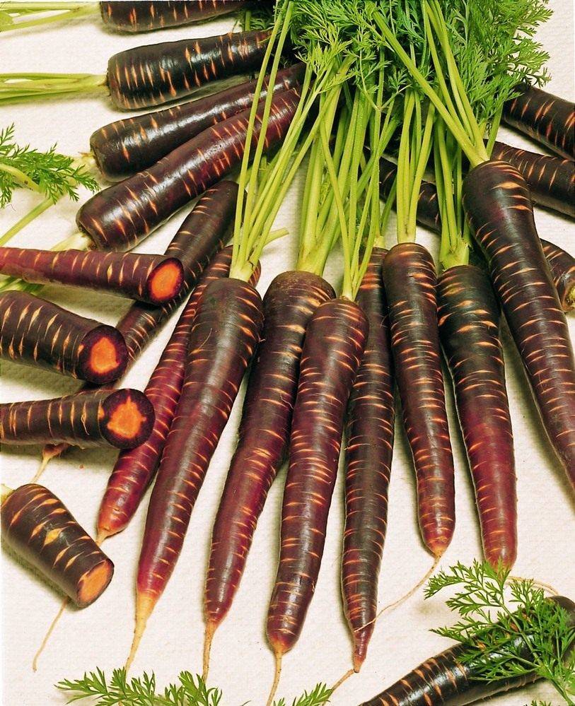 Черная морковь: что это такое, как выглядит и где растет, выращивание из семян