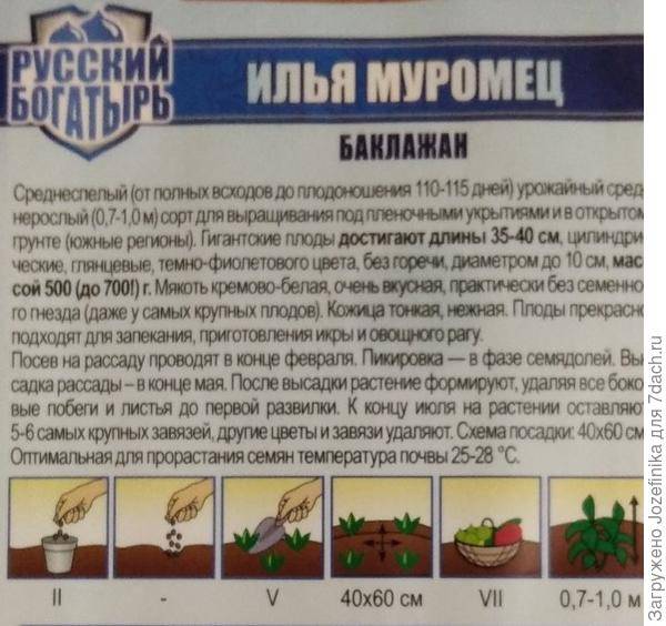 Описание и характеристики баклажанов сорта Илья Муромец, выращивание и уход