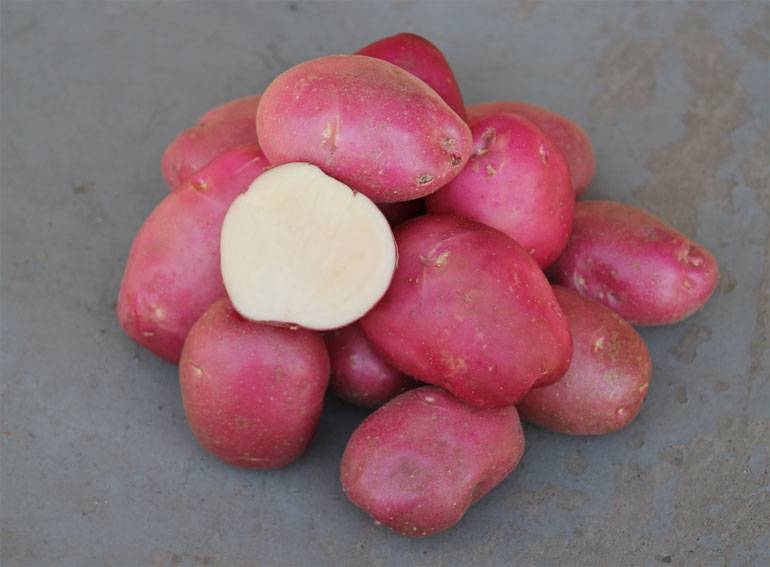Картошка рокко: описание сорта, фото и отзывы