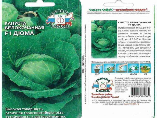 Капуста белорусская: описание сорта, фото, характеристика, отзывы, урожайность, особенности выращивания