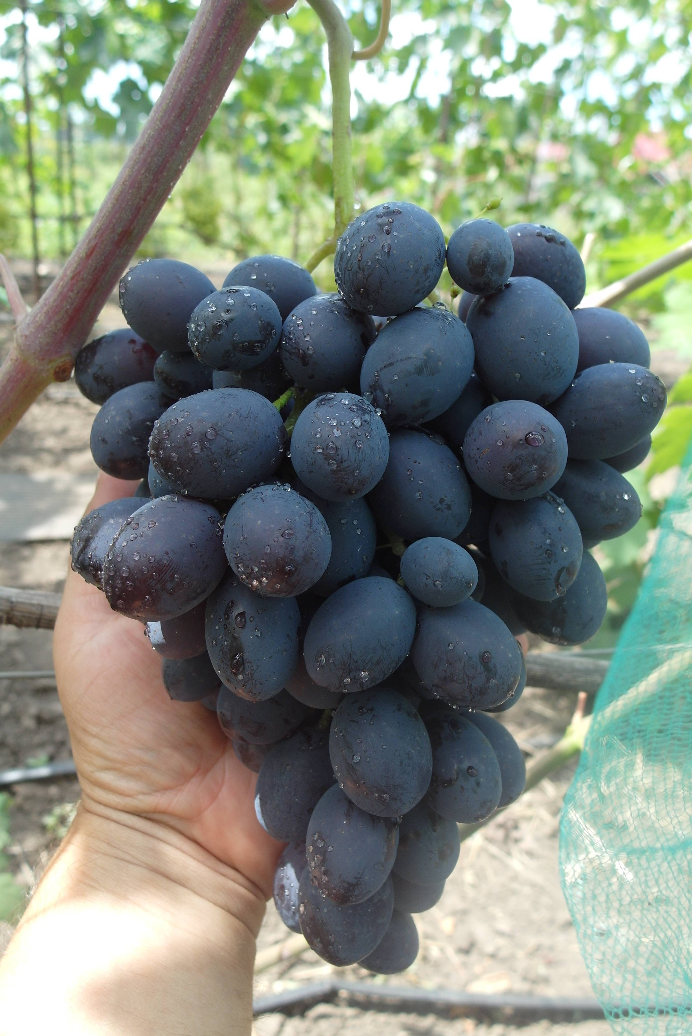 Виноград каталония: описание сорта