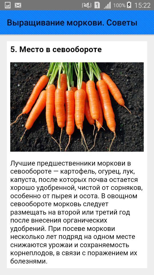 Морковь – правила выращивания
