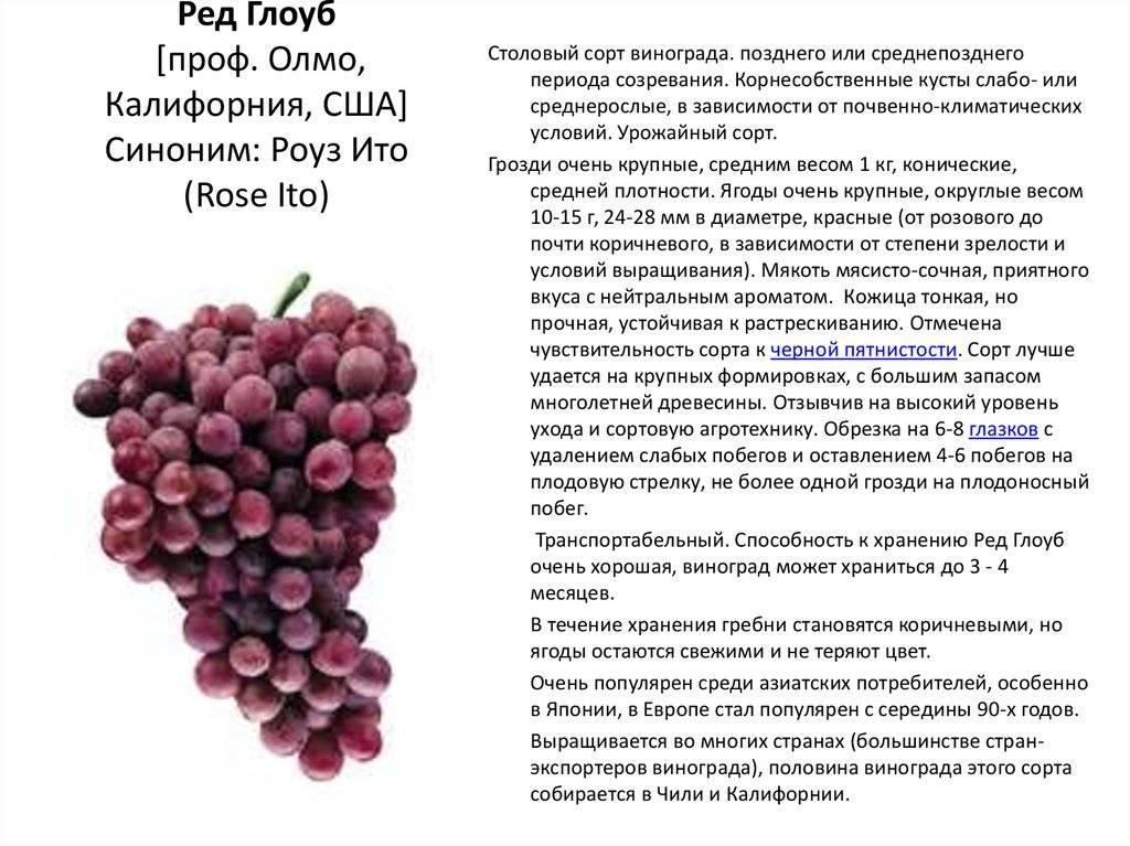 Виноград совиньон: описание сорта