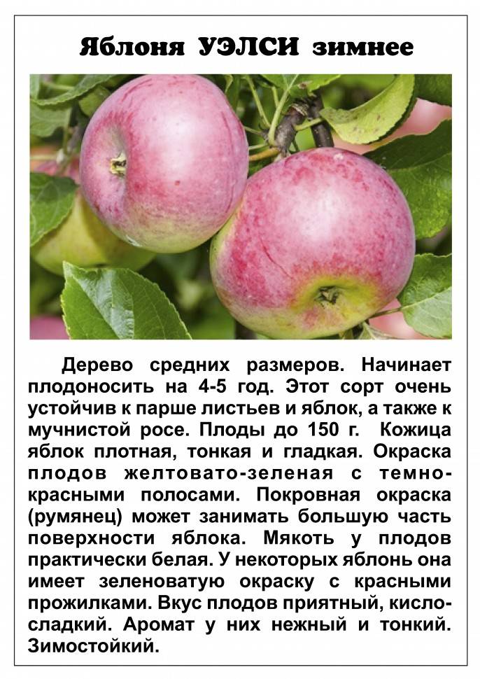 Описание сорта яблони курнаковское: фото яблок, важные характеристики, урожайность с дерева