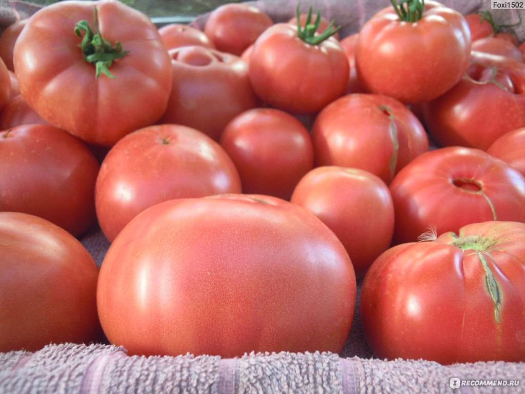 Сорт томатов микадо, описание, характеристика и отзывы, а также особенности выращивания