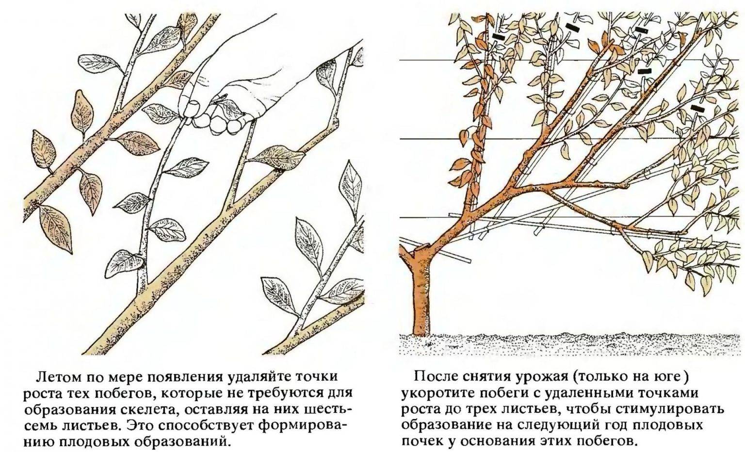 Колоновидная вишня: описание сортов, правила посадки и ухода, обрезка, размножение