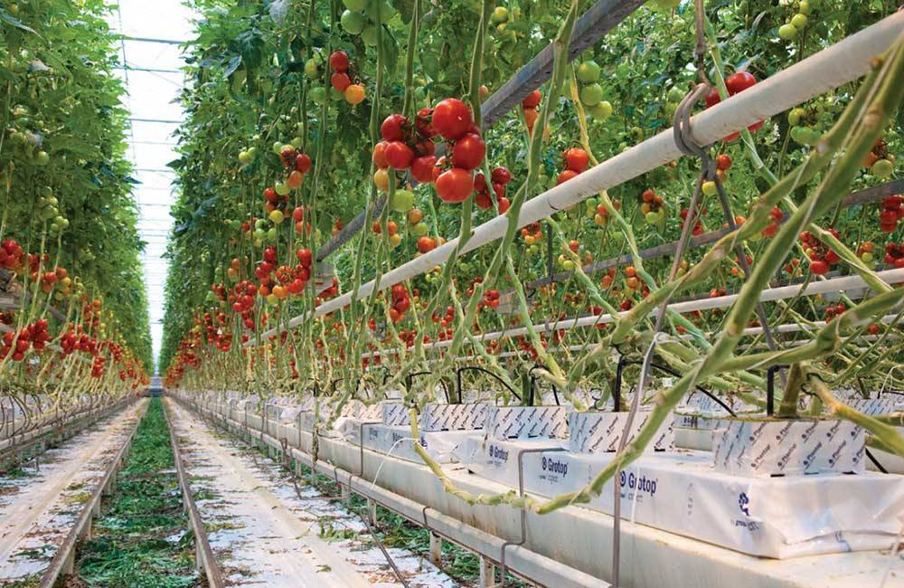 Как правильно вырастить томаты от рассады до сбора урожая пошаговая инструкция
