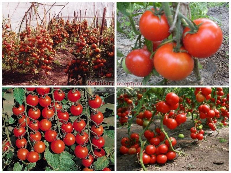 Сорта томатов для открытого грунта сибири, фото, описания