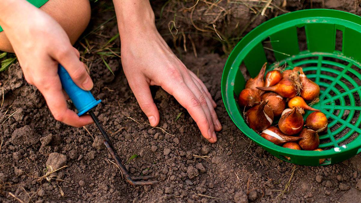 Как подготовить почву для посадки лука весной