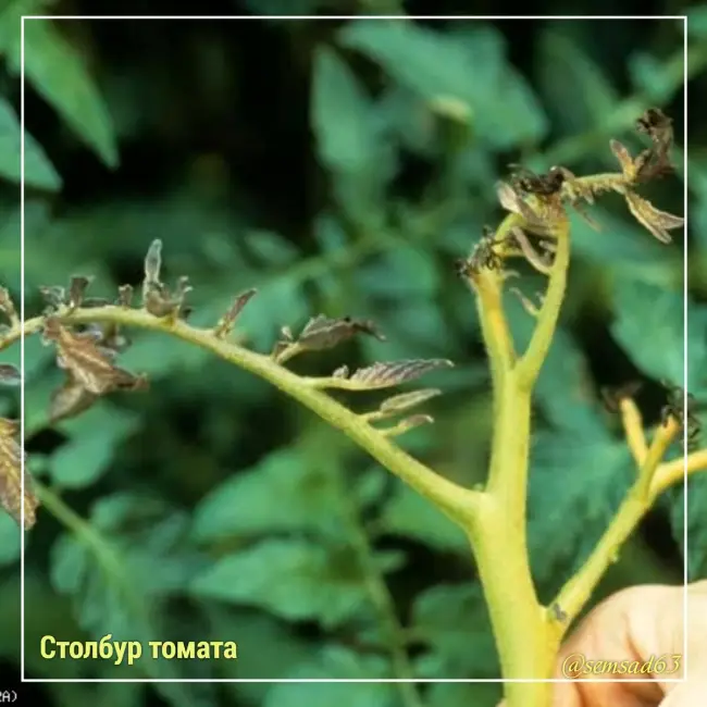 Столбур томатов, меры борьбы, обработка почвы народными средствами
