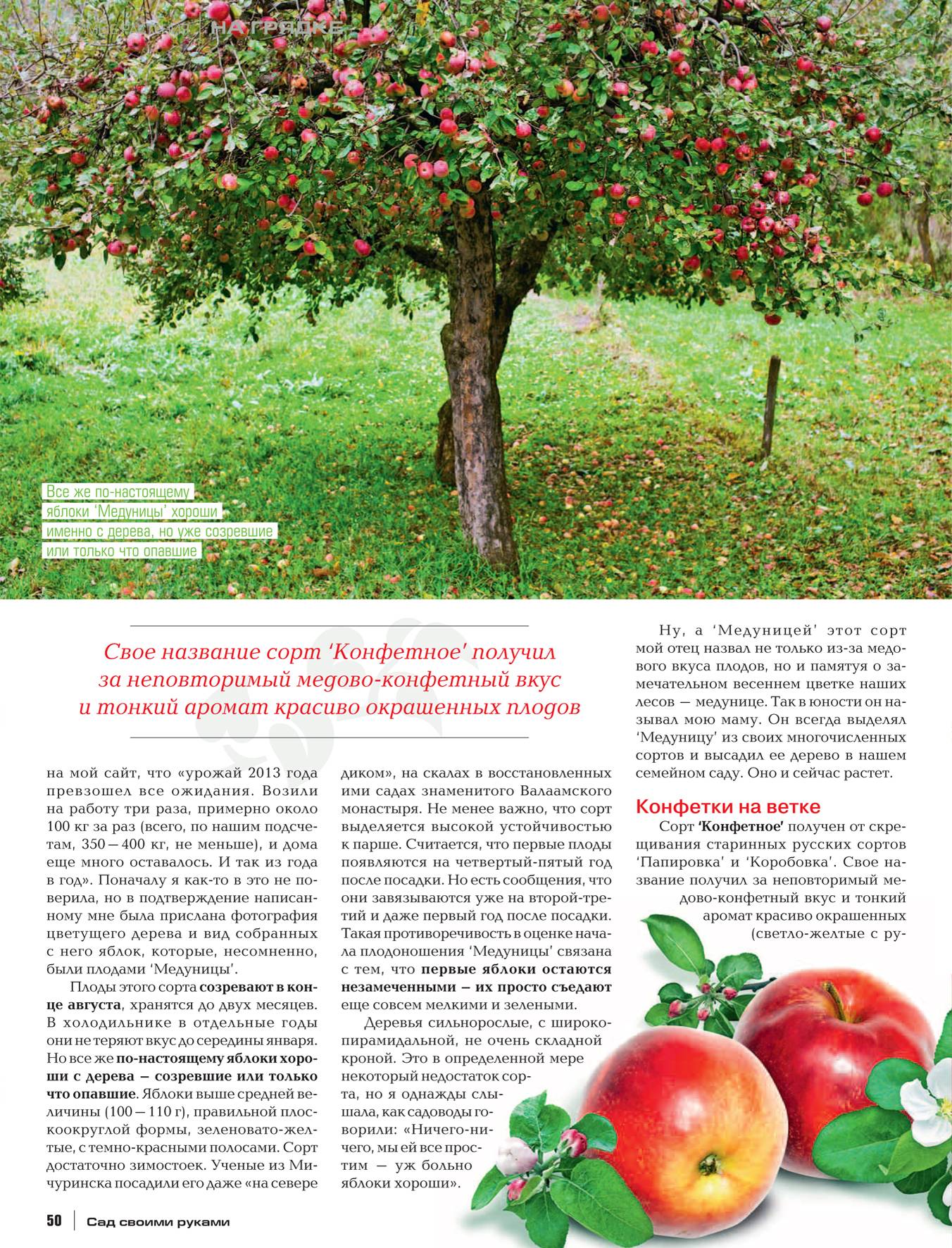 Описание и тонкости выращивания яблони сорта Спартак
