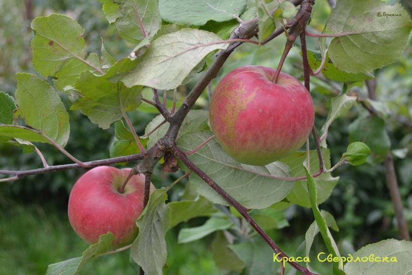 Высококлассная яблоня ауксис: отзывы, описание, фото