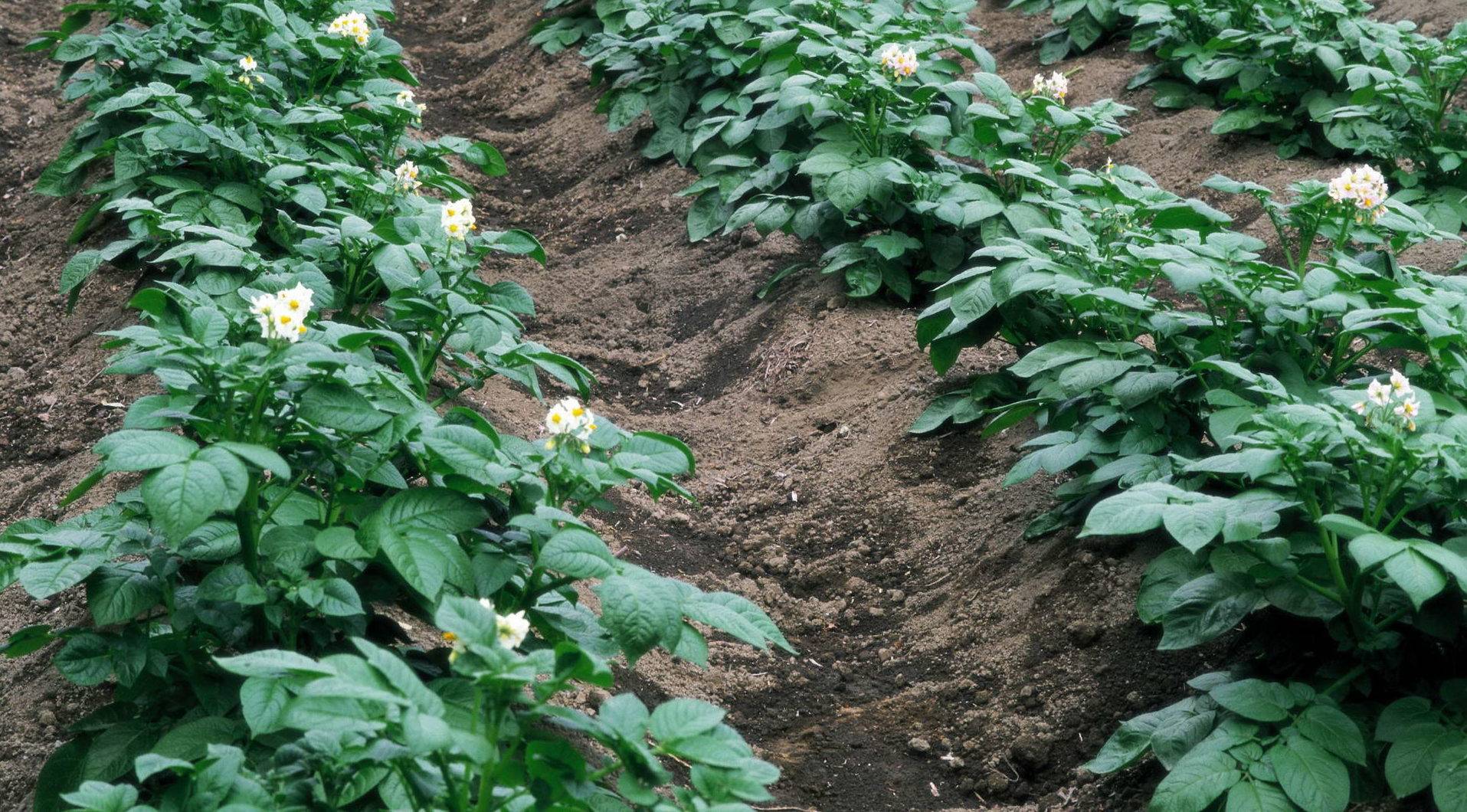 Выращивание картофеля из семян: нужно ли оно? полное описание технологического процесса, подходящие для этого сорта (фото & видео) +отзывы