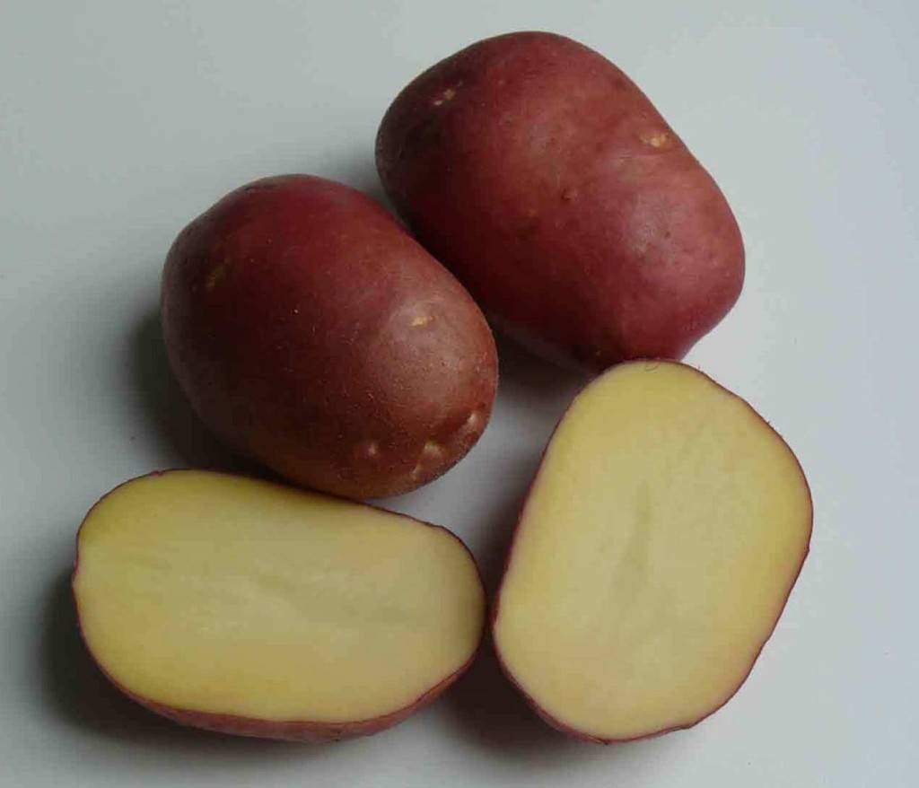 Воплощение качества и продуктивности — картофель рокко: описание сорта и характеристика