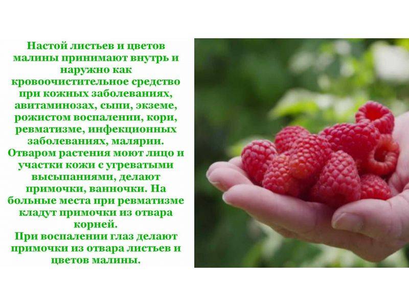 Малина: полезные свойства, противопоказания и витаминный состав ягод. лечебные качества растения и калорийность