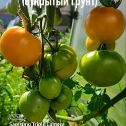 Томат монастырская трапеза характеристика и описание сорта урожайность с фото