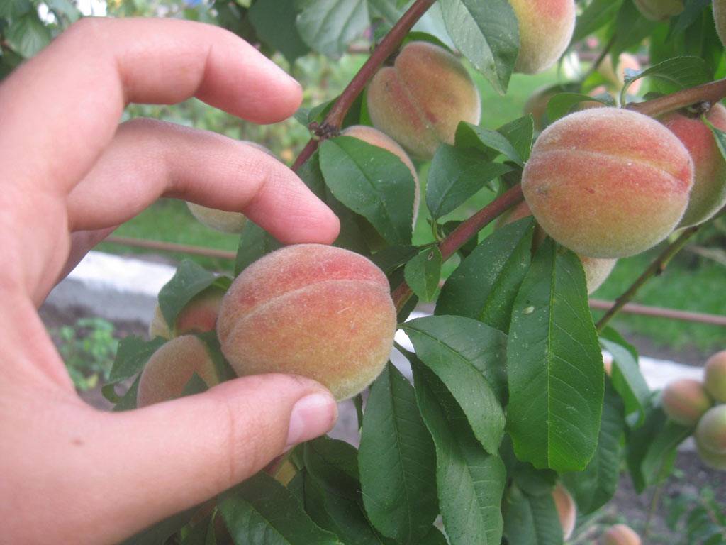 Сорта персиков для подмосковья: лучшие сорта - кремлевский, мичуринский, где растут и когда созревают в средней полосе, посадка саженцев осенью, выращивание