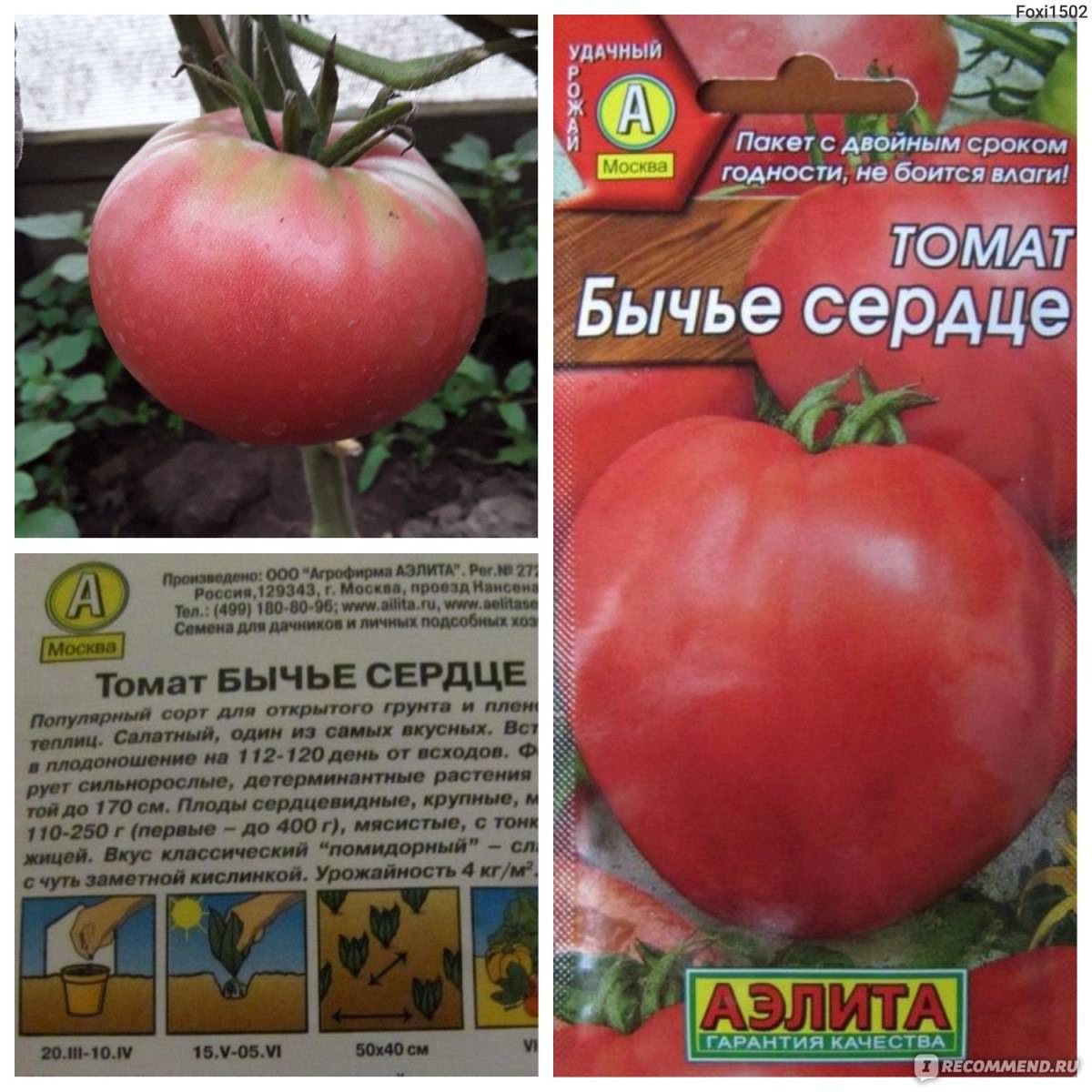 Томат розовое сердце: характеристика и описание сорта семян аэлита, видео и фото куста в высоту, отзывы об урожайности помидоров