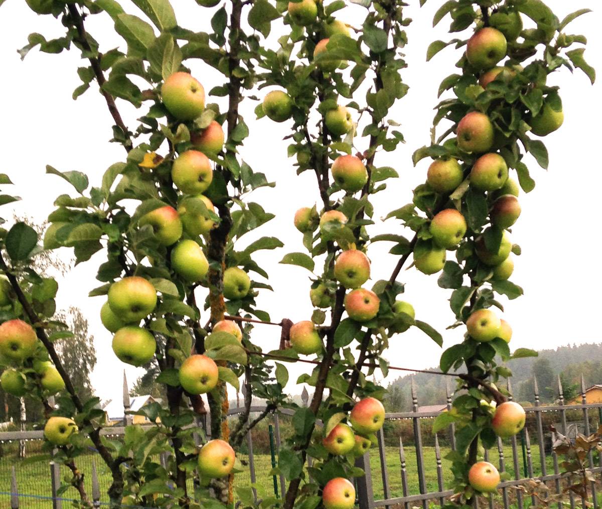 Почему яблоня может не цвести и не плодоносить по несколько лет