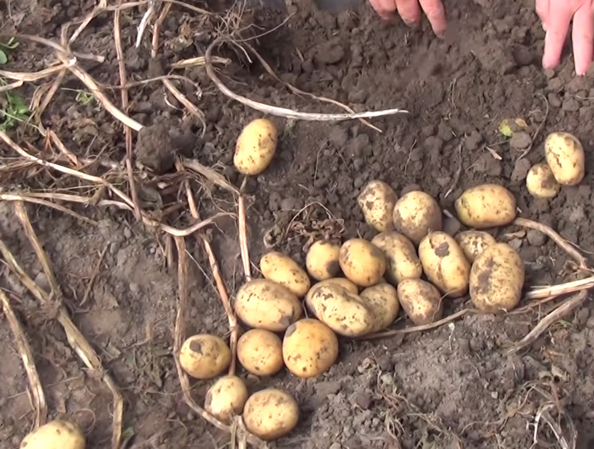 Можно ли сажать картофель после картофеля. Посадка картофеля в конце мая. Початок картошки. Посадка картофеля верхушками продовольственных клубней. Картофель запрещен.