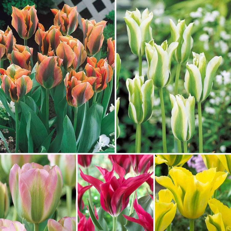 Тюльпан (80 фото): описание и строение цветов. как они выглядят и растут, как вырастить красивые желтые тюльпаны дома на подоконнике, посадка и уход