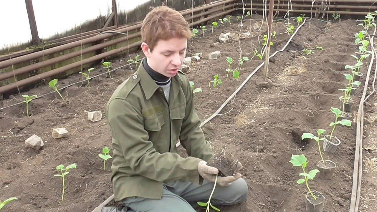 Технология выращивания рассады огурцов для посадки в открытый грунт и теплицу
