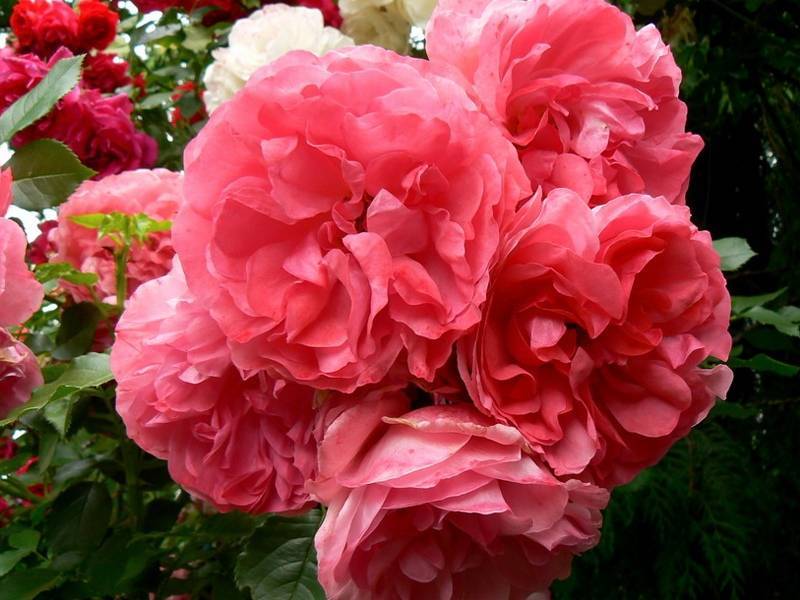 Роза плетистая розариум ютерсен: фото, описание, отзывы садоводов
