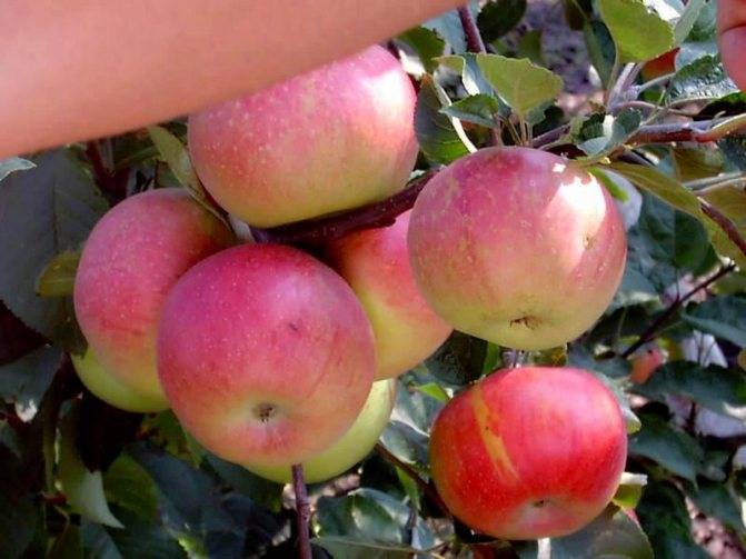 Чем популярна яблоня «джонатан»: описание, характеристика, фото. особенности выращивания яблони «джонатан», правильная обрезка