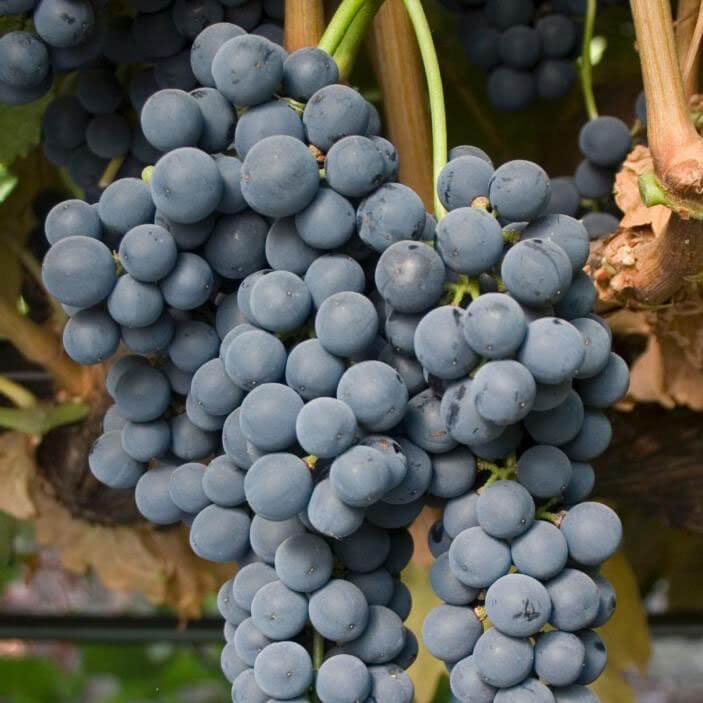 Сорт винограда темпранильо и его особенности