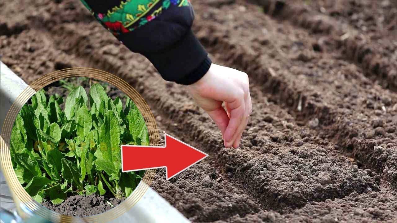 Как и когда сеять кориандр под зиму: технология выращивания