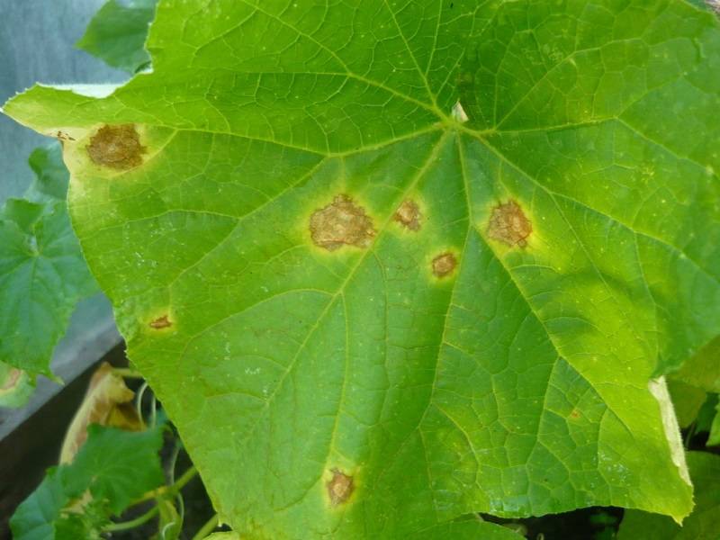 Причины ржавых пятен на листьях огурцов, чем обработать и как избавиться