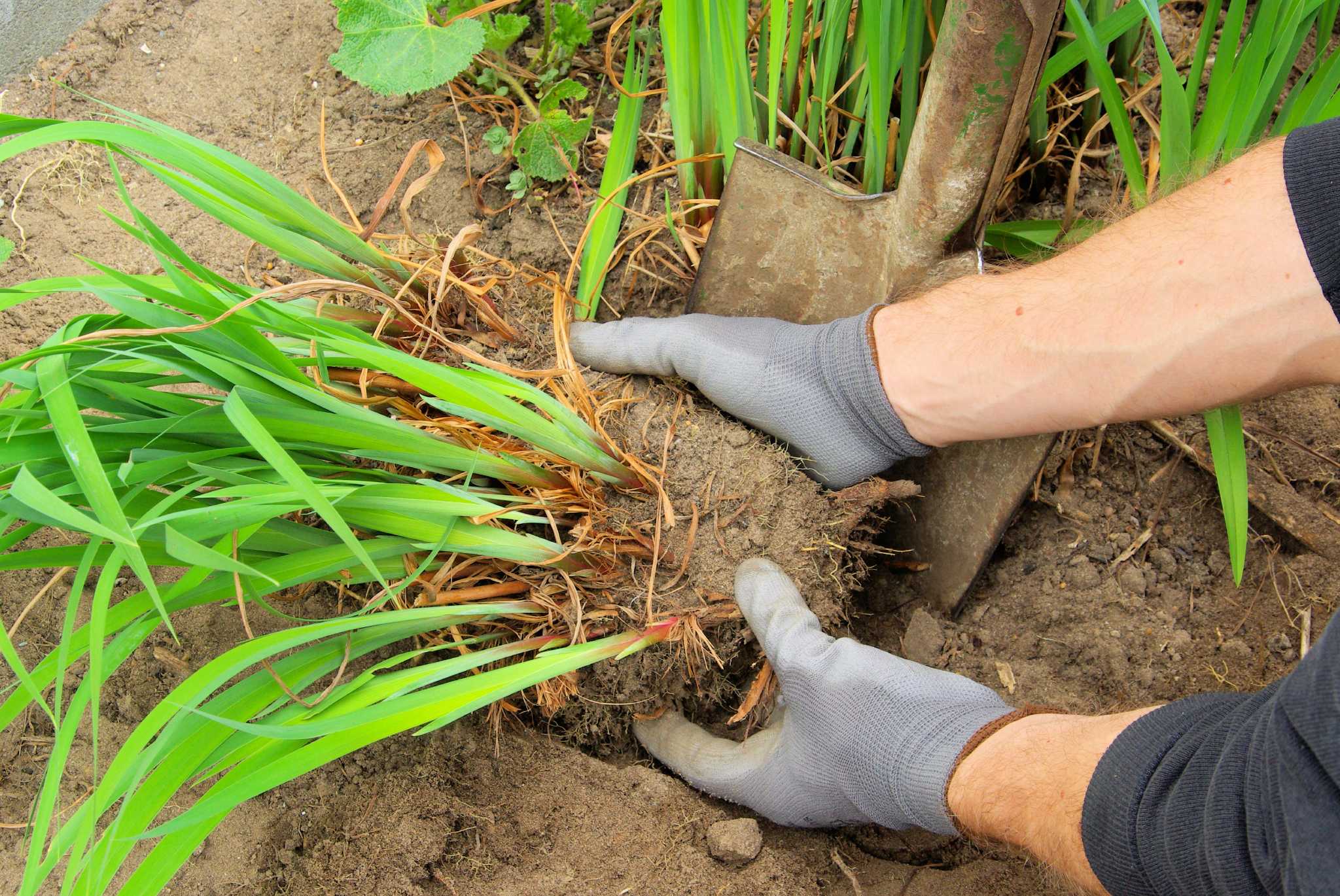 Цикорий: выращивание в огороде, как пересадить и ухаживать, размножение, болезни