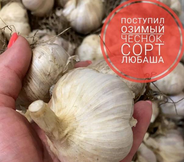 Описание чеснока сибирский гигант и особенности выращивания сорта