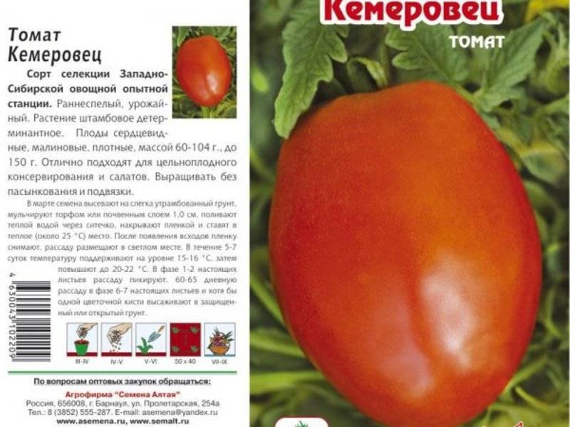 Как вырастить томат настенька