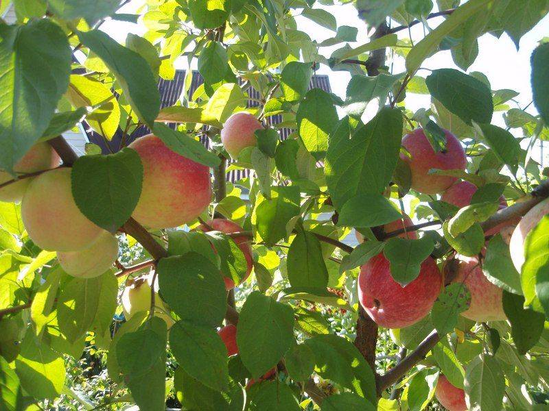 Описание сорта яблони коробовка: фото яблок, важные характеристики, урожайность с дерева