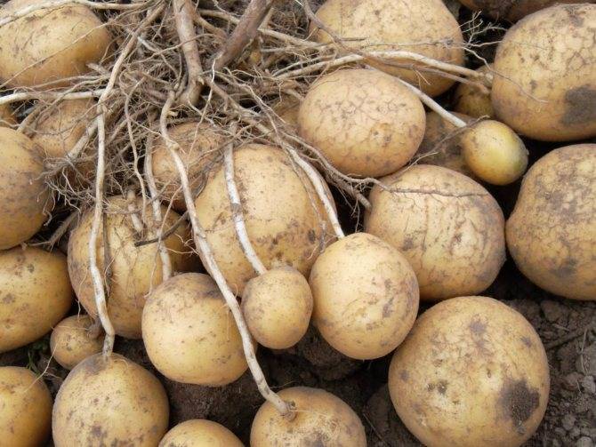 Картофель луговской: описание сорта, характеристика, урожайность, отзывы, фото