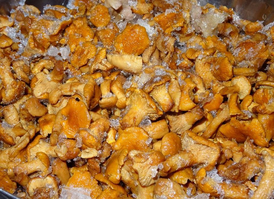 Как заморозить лисички на зиму в морозилке – рецепты приготовления и сколько варить, чтобы не горчили. как заморозить грибы лисички на зиму — способы заморозки