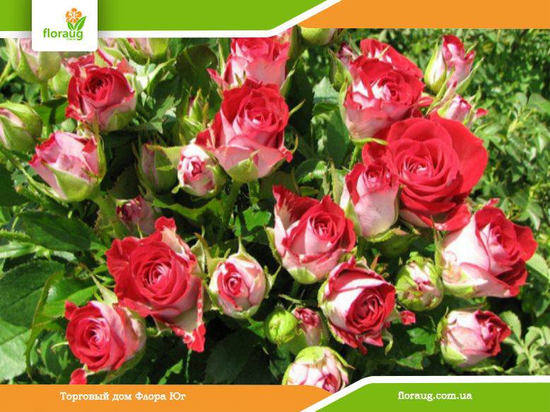 Роза спрей: что это такое, фото. розовые брызги или розы спрей: описание, сорта, посадка и уход