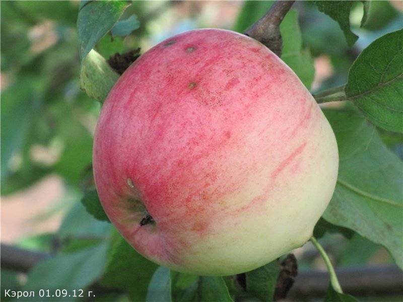 Яблоня кандиль орловский: описание, фото сорта яблок, советы по выращиванию, а также отзывы садоводов
