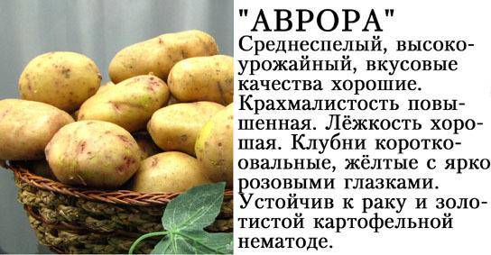 Сорт картофеля молли: описание и характеристика, отзывы