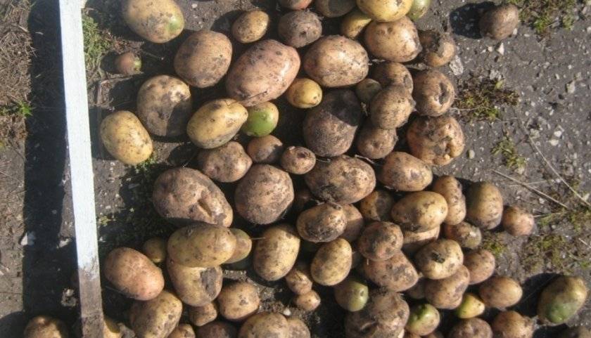 Картофель "луговской": описание сорта, фото, рекомендации по выращиванию русский фермер