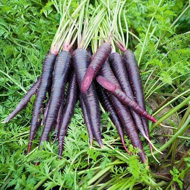 Черная морковь: что это такое, описание сортов с фото, правила выращивания и ухода
