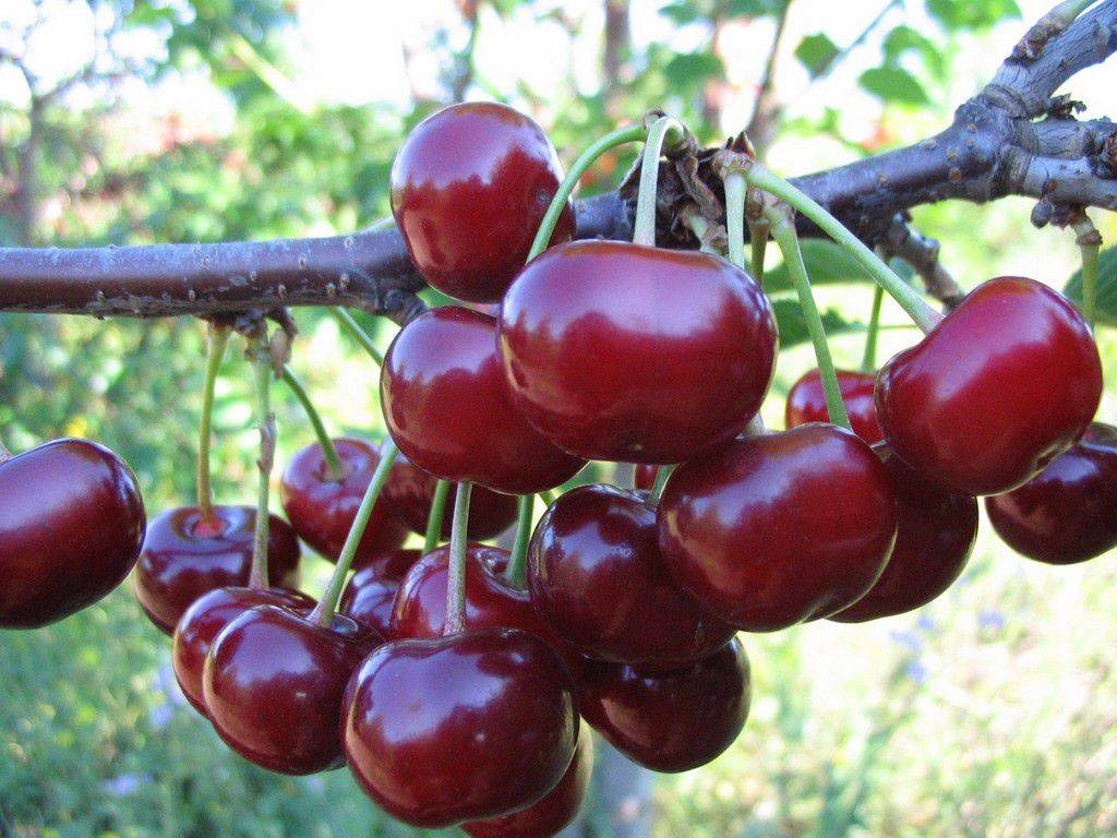 Описание сорта вишни гриот московский и особенности выращивания