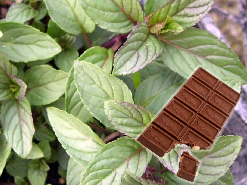 Мята шоколадная: описание растения, посадка и уход, выращивание, отзывы с фото